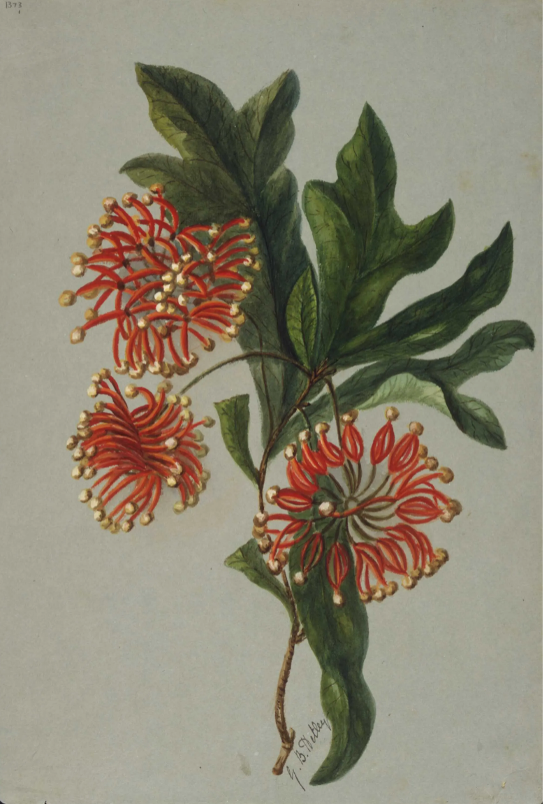 [Fire wheel tree] Stenocarpus sinuatus, New South Wales by Georgina Burne Hetley,  https://natlib.govt.nz/records/23087230