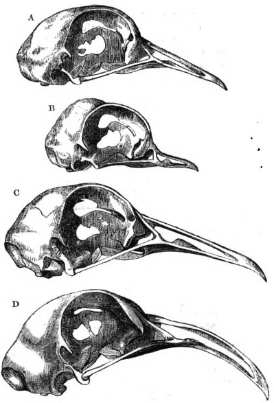 Pigeon skulls drawn by Darwin